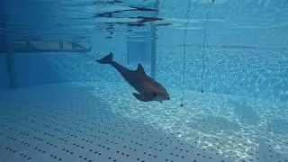 Descubrimiento mundial en Loro Parque: un estudio revela cómo los delfines interpretan su entorno mediante el sonido