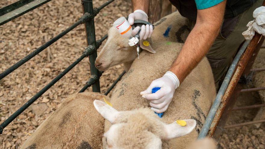 Abonadas las ayudas a 3.000 ganaderos y cereceros extremeños afectados por la lengua azul y la lluvias