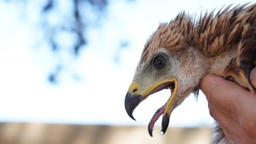 Baleares publica una guía con consejos para evitar que las rapaces ataquen las aves de corral