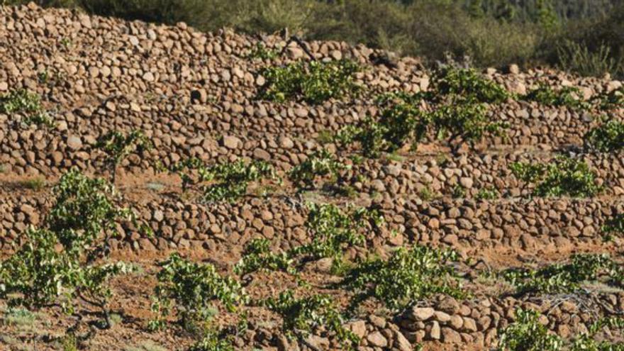 Bodega Piedra Fluida: vinos con estrella que cruzan fronteras