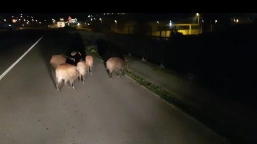 Una piara de jabalíes invade el PEPA de Avilés