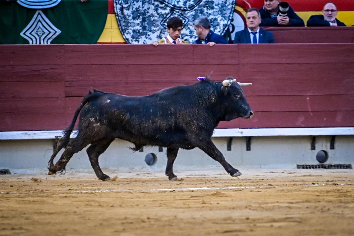 Íker de Virgilio, a hombros  en la novillada sin picadores