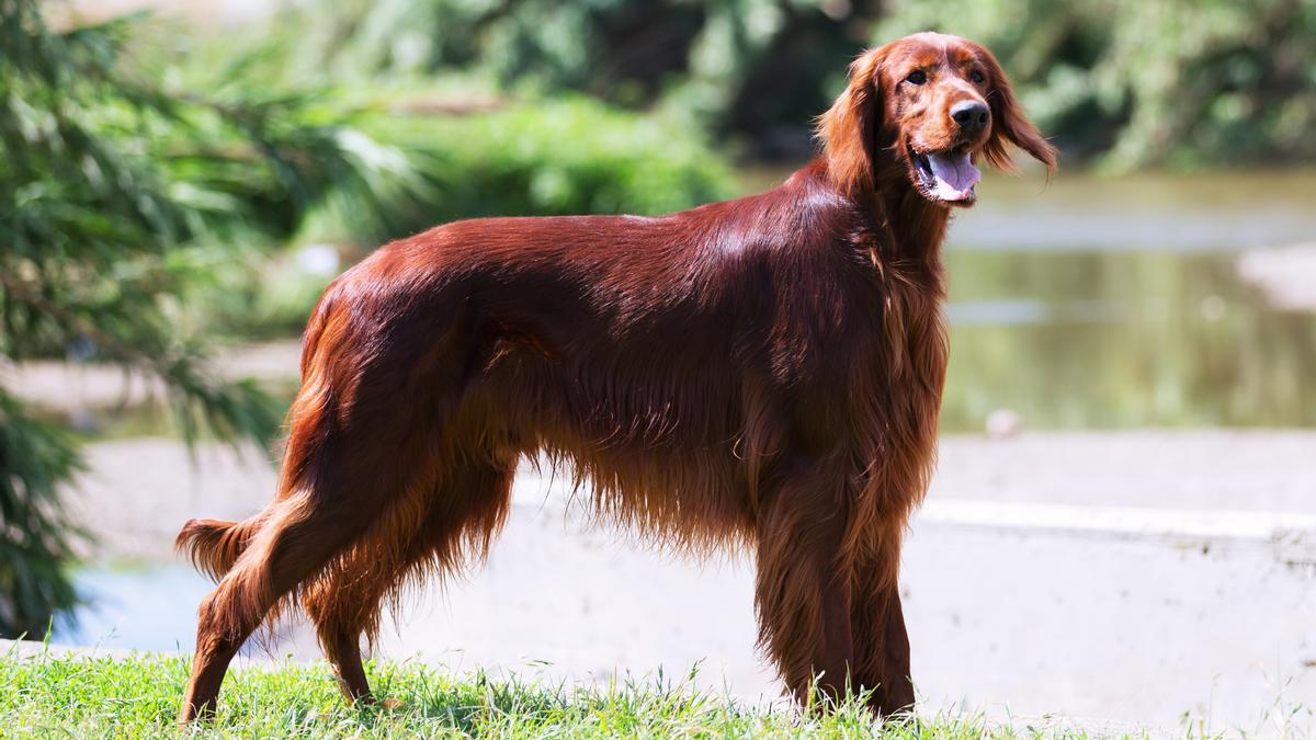 Setter irlandés: una de las razas de perros de caza más demandadas en España como mascotas