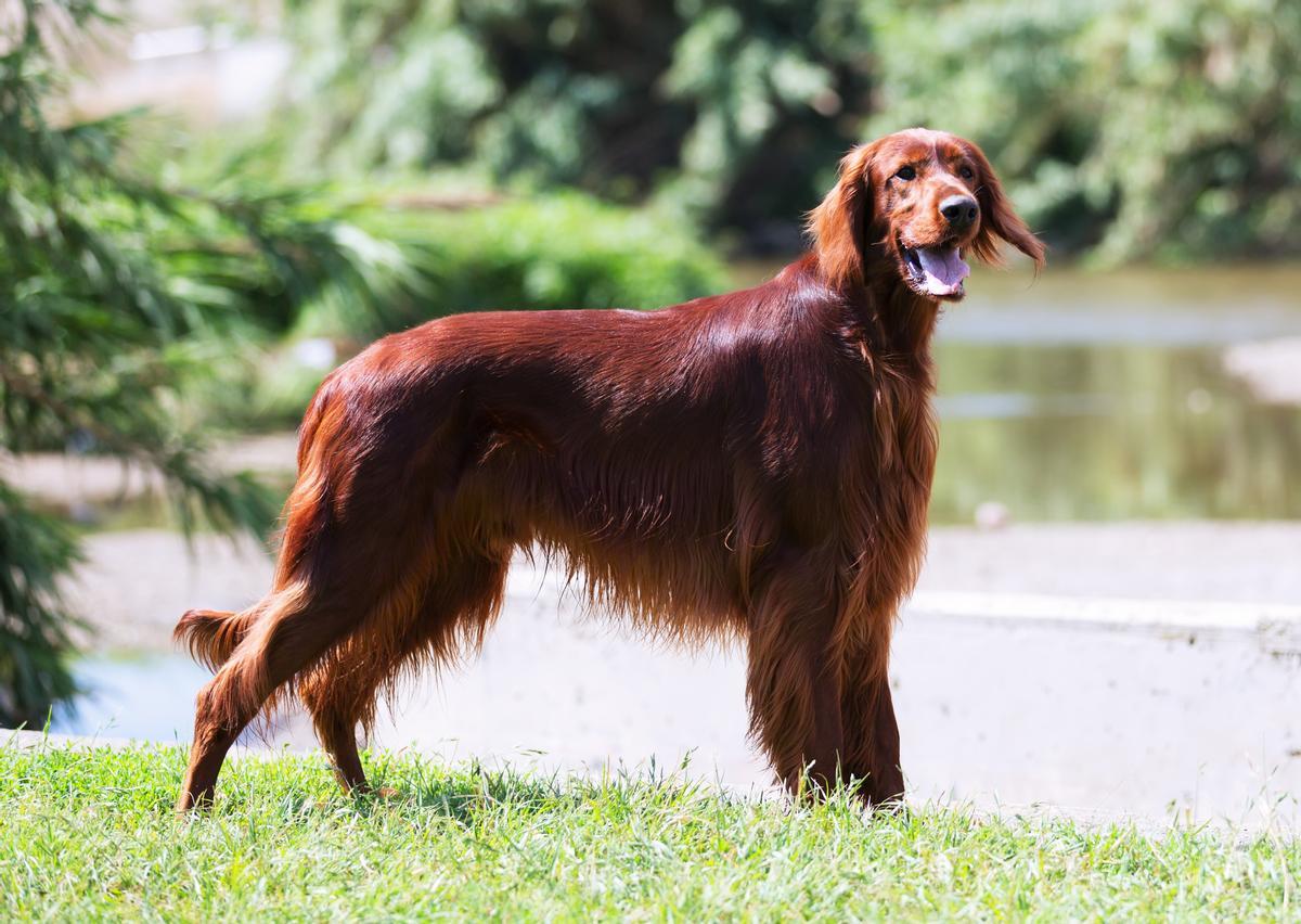 Setter irlandés: una de las razas de perros de caza más demandadas en España como mascotas