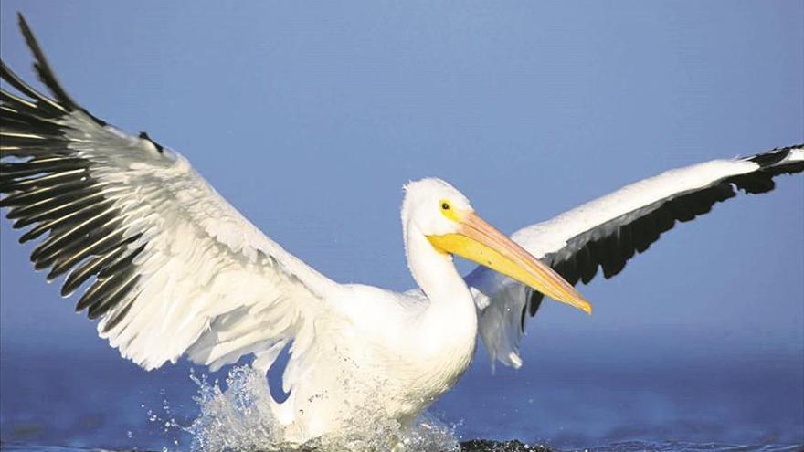 L’Oceanogràfic de València dóna la benvinguda a cinc nous pelicans blancs