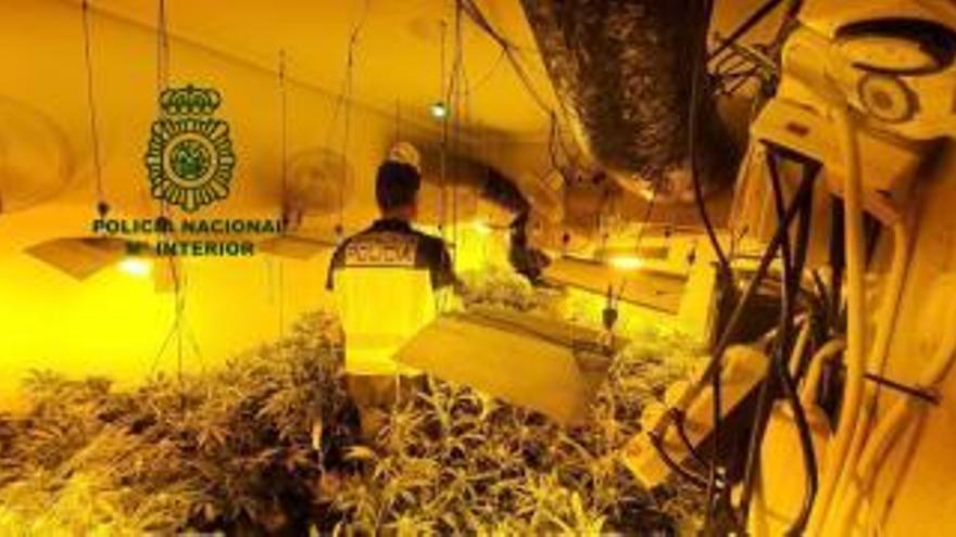 1300 plantas de marihuana de treinta variedades distintas: así es la plantación que la Policía Nacional ha desarticulado en Grando