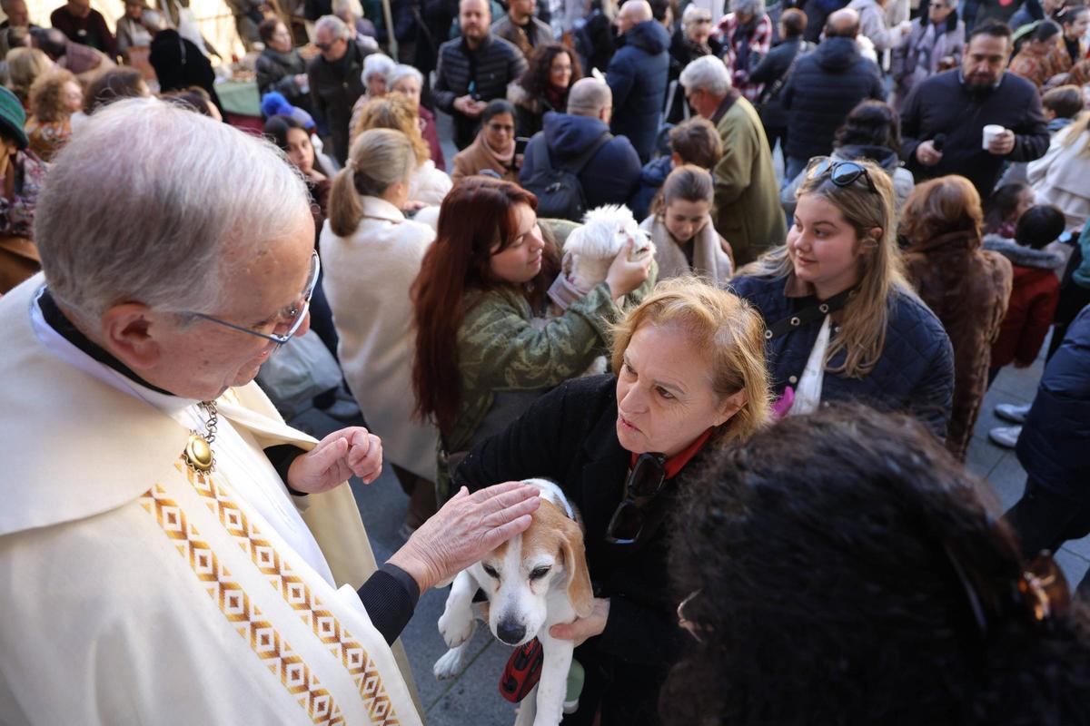 Fotogalería | Así se ha vivido la bendición de las mascotas cacereñas por San Antón