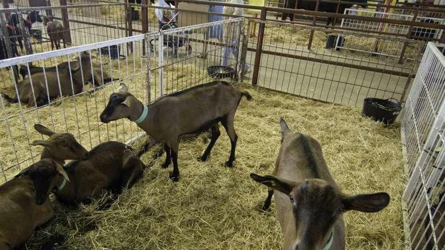 Un pequeño corral de cabras en una edición de la Femag.