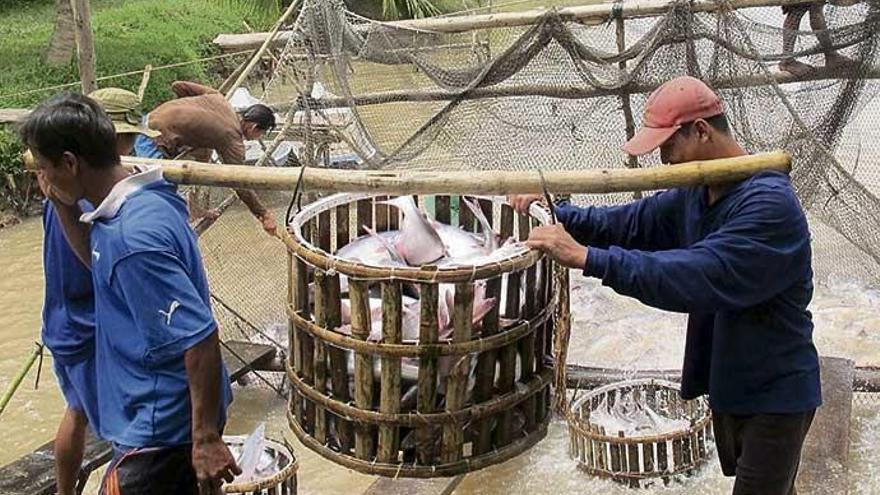 Acuicultores vietnamitas durante la recogida del panga.