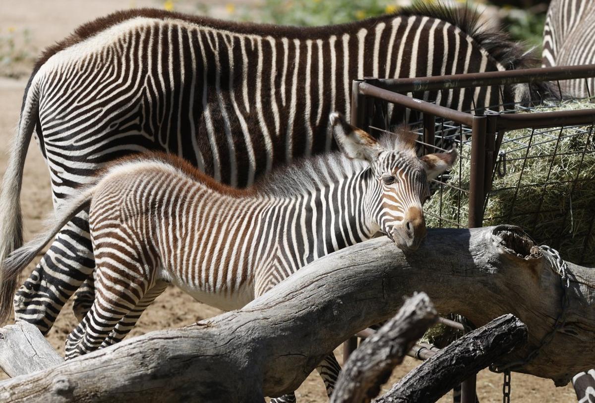 Una cría de zebra nacida el 8 de mayo en el Zoo de Denver, en EEUU. El recinto ha reabierto tras tres meses de confinamiento