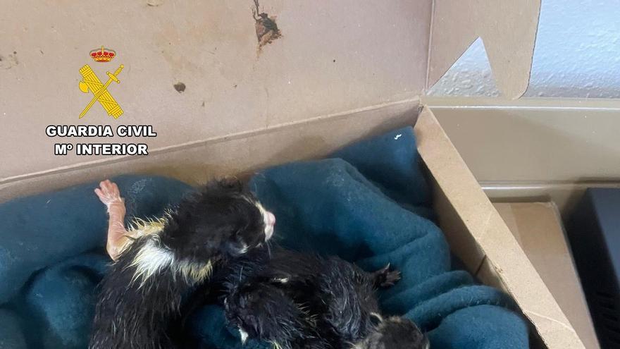Cinco gatos recién nacidos abandonados, hecho que investiga la Guardia Civil.