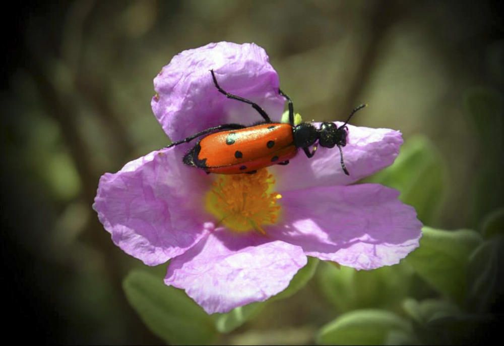 Escarabat. Aquest coleòpter d’un vistós color vermell ataronjat sol alimentar-se del pol·len de les flors.