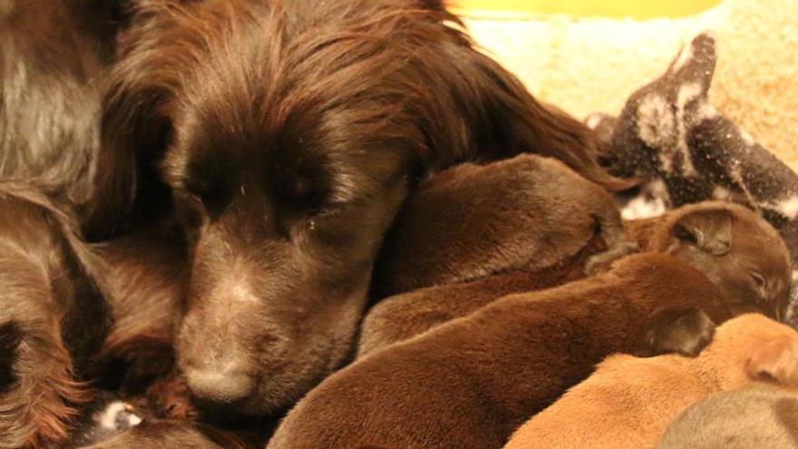 Quien usa a un perro para pedir, lo condena a malvivir