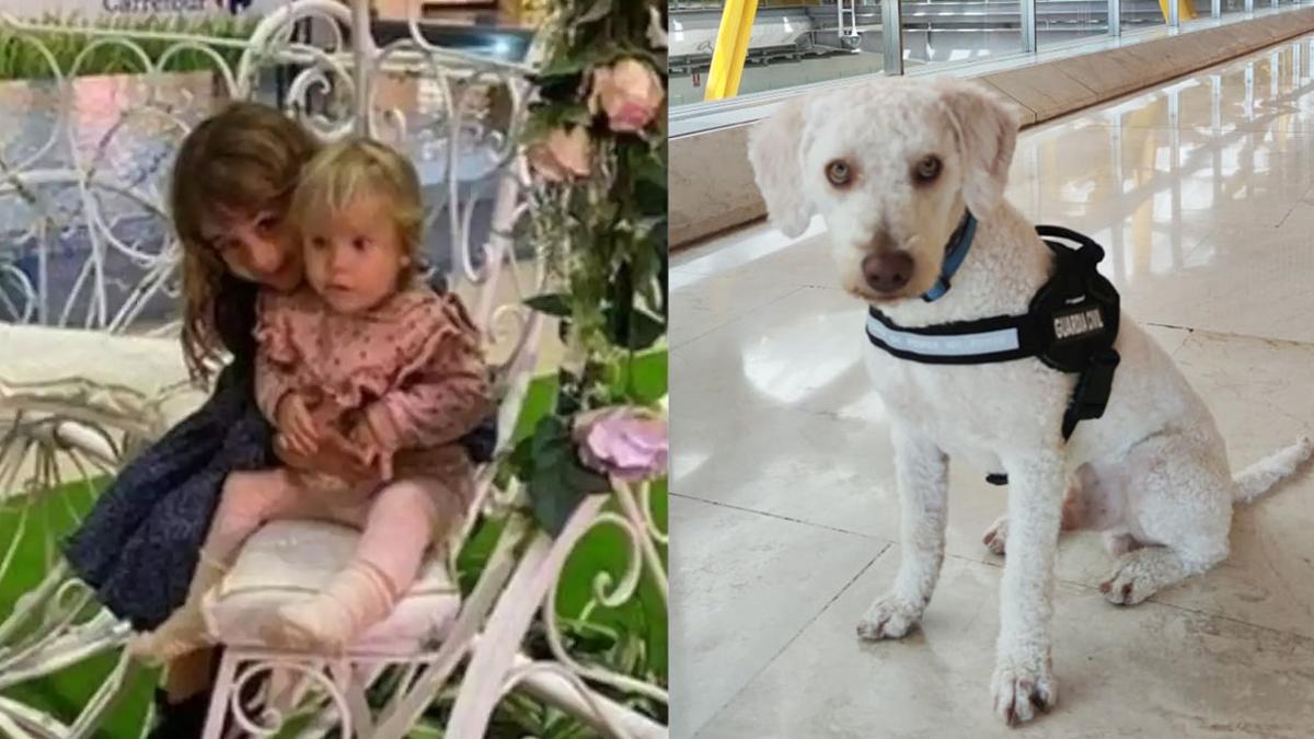 Junco, el perro de la Guardia Civil que busca el rastro de Anna y Olivia Gimeno en la isla de Tenerife