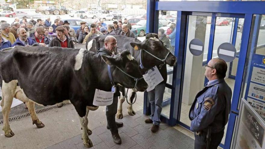 Vacas delante de una gran superficie en Lalín.