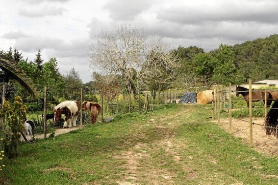 Son Bages war jahrelang das Künstlerdomizil von Hanne Holze. Jetzt haben ihre Töchter die Finca übernommen und in einen Reiterhof verwandelt.