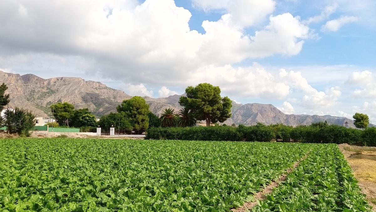 Sus cuidadas tierras llenas de vida y verde que duermen entre sus acequias.