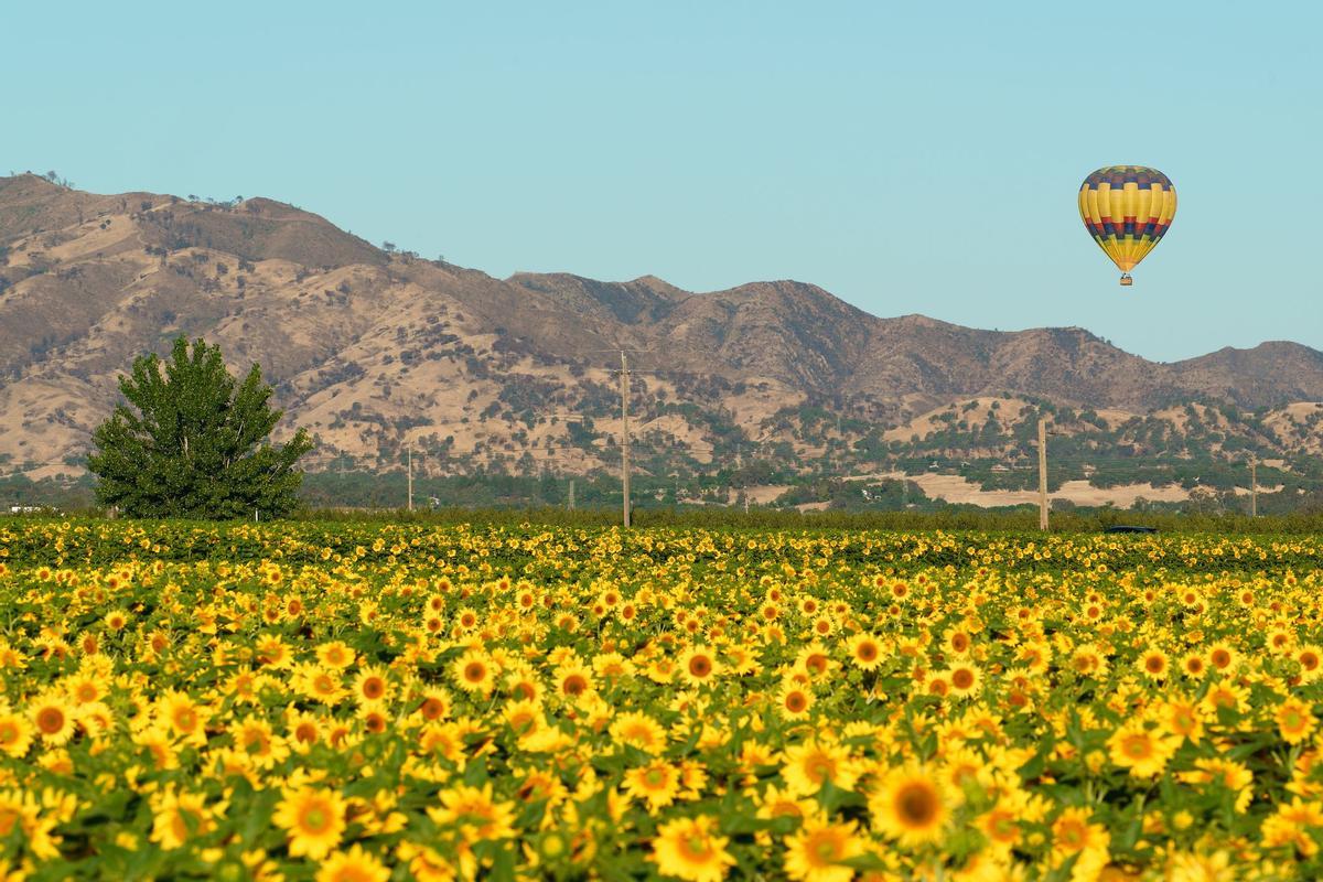 Campos de girasoles en Yolo County (California).