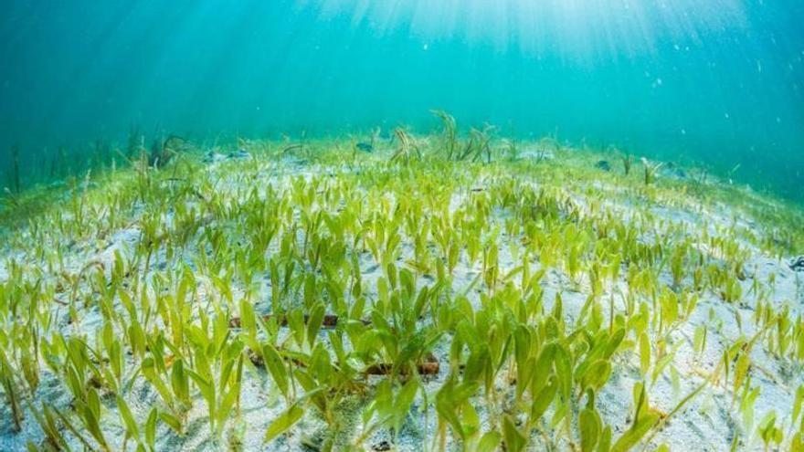 La «tropicalización» del Mediterráneo llega a Baleares: detectan una nueva planta marina invasora en la bahía de Palma