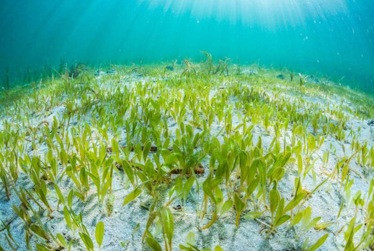 Imagen de la planta marina invasora, 'Halophila stipulacea'.