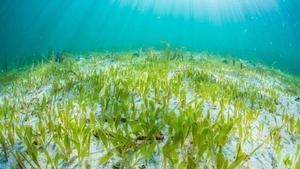 Imagen de la planta marina invasora, Halophila stipulacea.