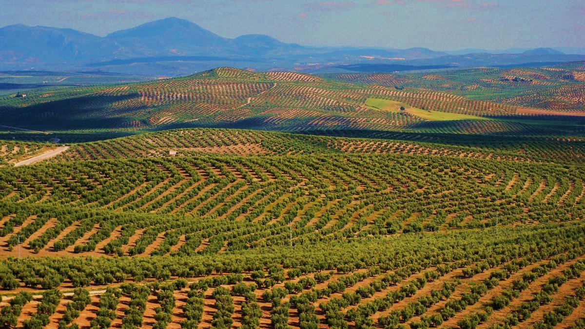 Campo de olivos en Córdoba.