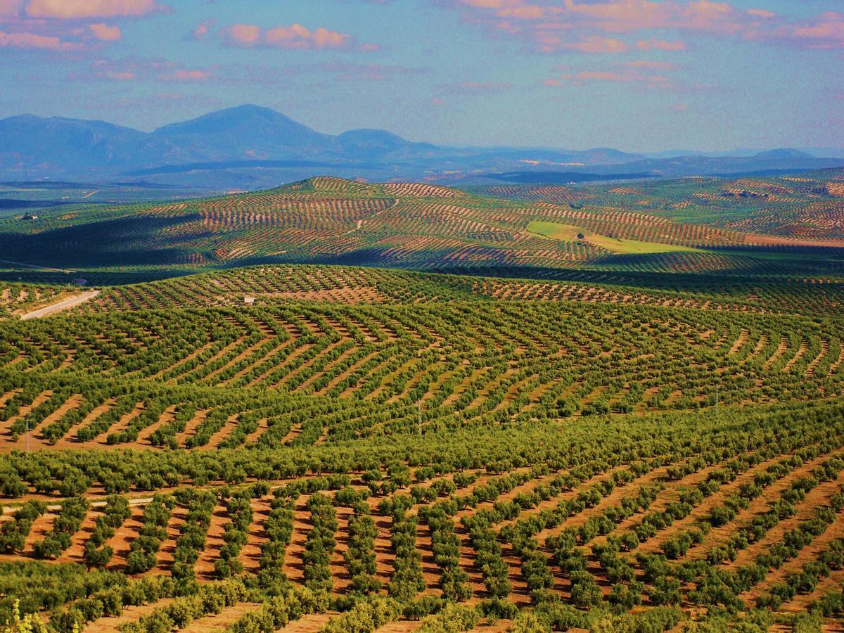 Campo de olivos en Andalucía