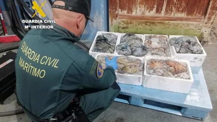 La Guardia Civil intercepta en el puerto de Burriana 75 kilos de pulpo inmaduro