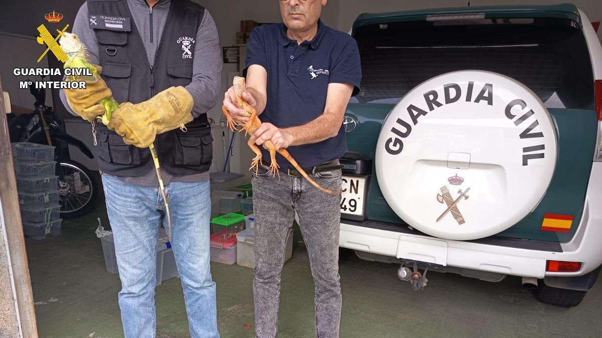 Incautados 19 reptiles y anfibios vivos en una vivienda en Santa Brígida, en Gran Canaria