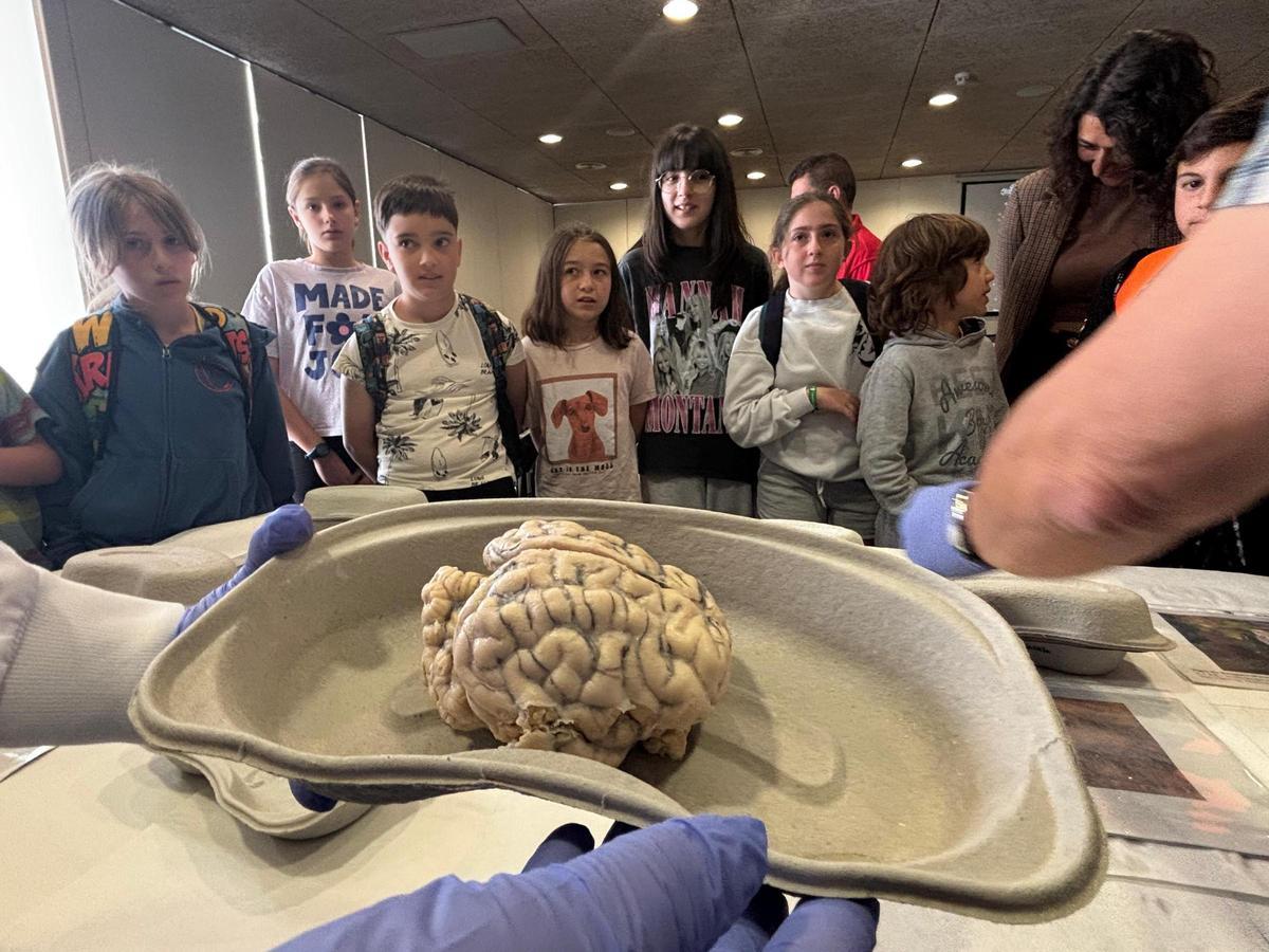 Los alumnos mostraron su sorpresa al descubrir los cerebros animales