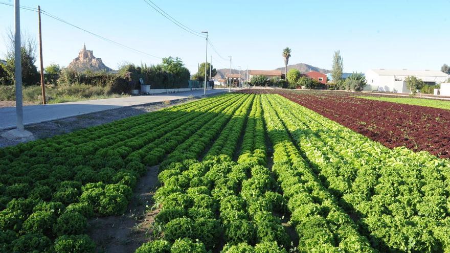 Hortalizas plantadas en la huerta de Murcia