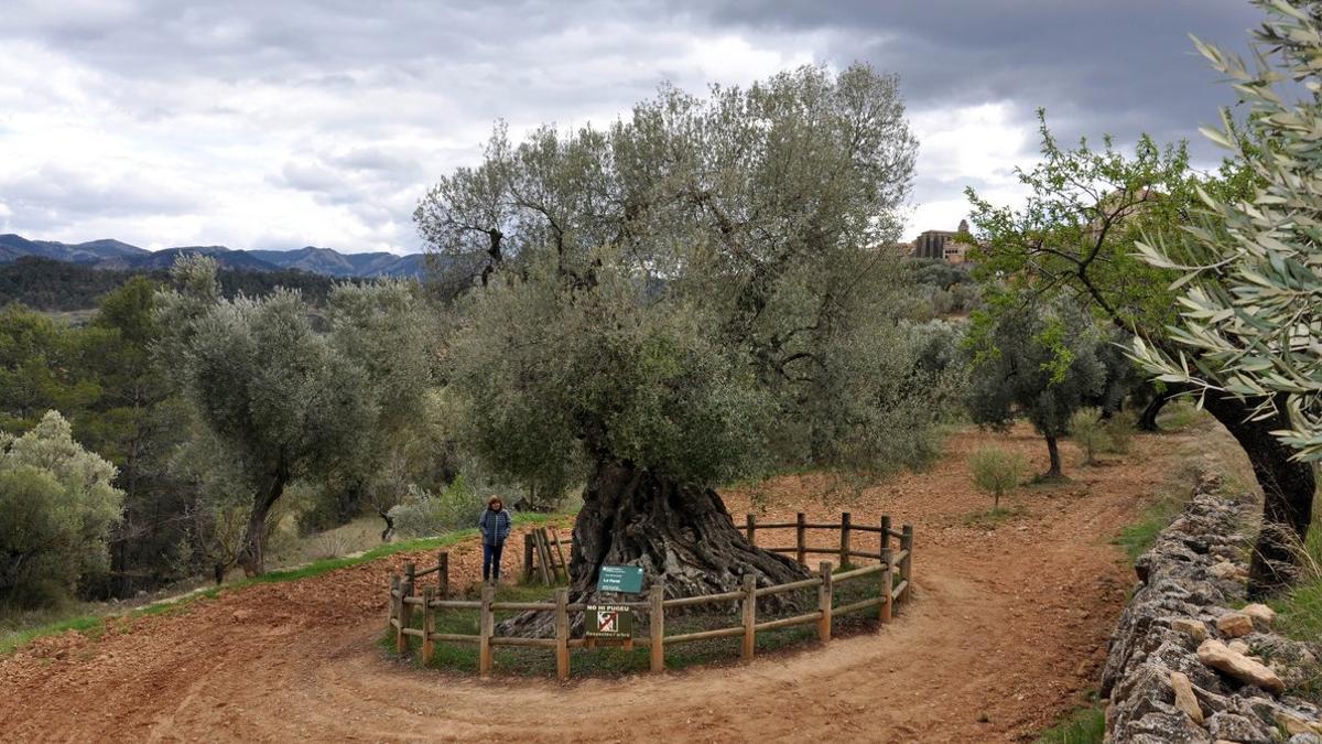 Árbol 'Lo Parot' de Horta de Sant Joan