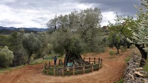 El olivo milenario ’Lo Parot’ en Horta de Sant Joan.