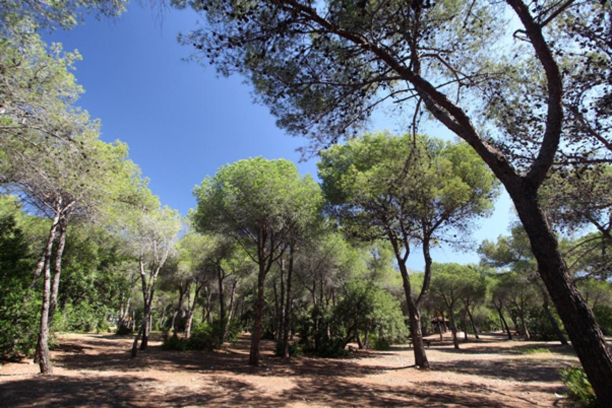 El Parque de Nagüeles cuenta con 10 hectáreas de pinos, senderos y miradores
