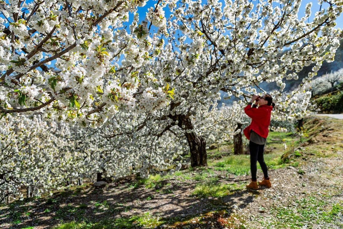 Cerezos en flor, Valle del Jerte.
