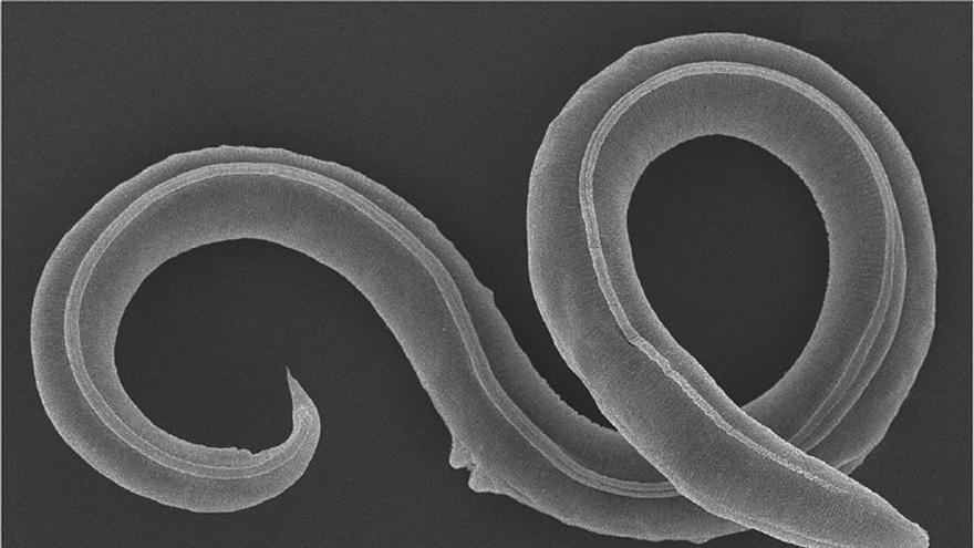 Un gusano congelado vuelve a la vida después de 46.000 años
