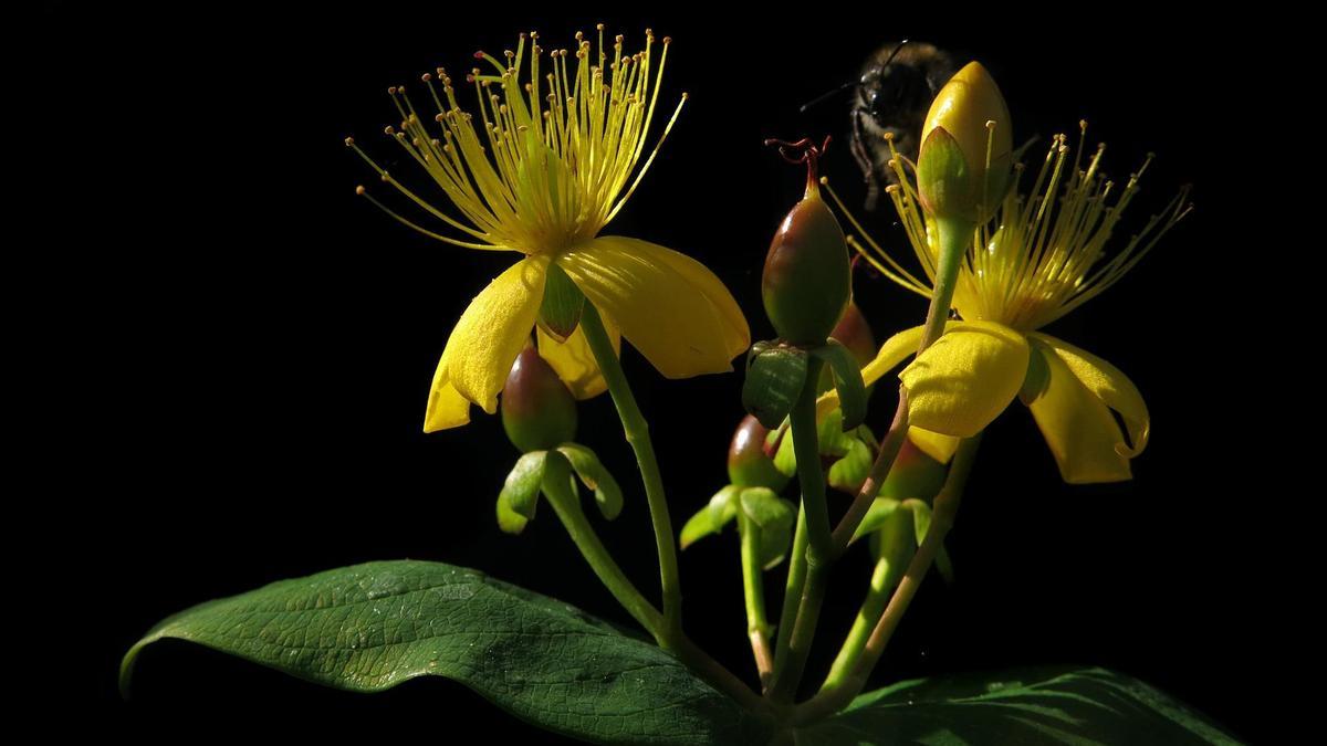 La hierba de San Juan tiene unas bonitas flores amarillas