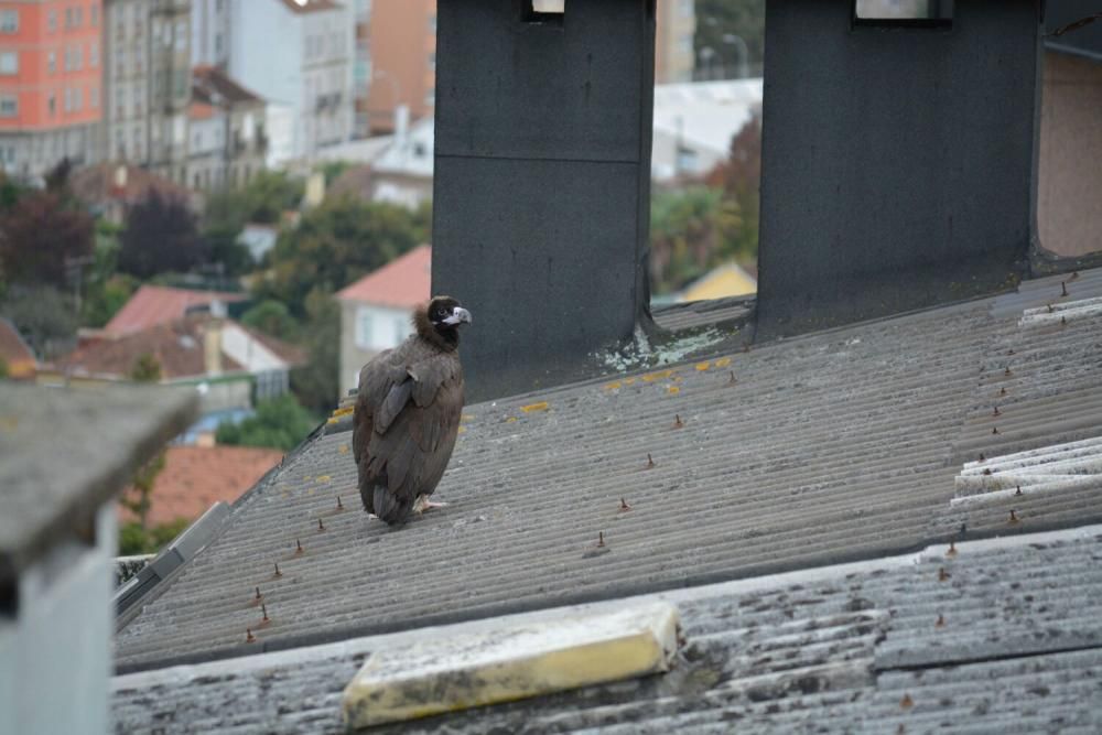 El buitre negro 'visita' Vigo //FdV