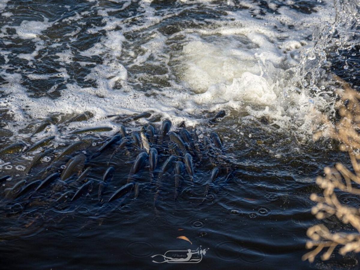 FOTOS | La mortandad de peces y fauna en el Riuet de s'Illot, en imágenes FOTOS | La mortandad de peces y fauna en el Riuet de s'Illot, en imágenes