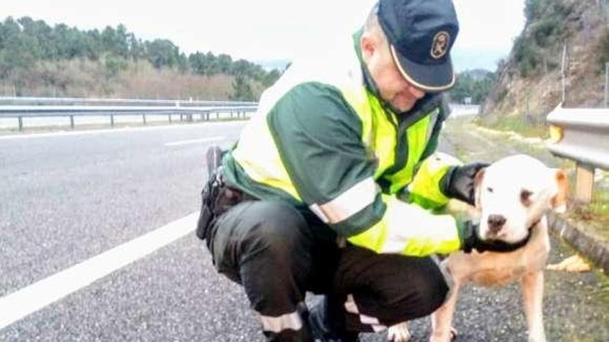 Uno de los agentes de la Guardia Civil con el perro rescatado. // FdV