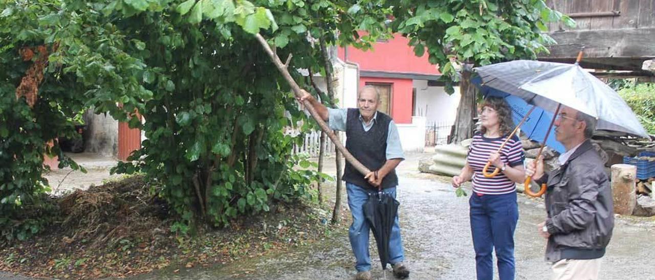 Vecinos de Piñuecu mesando un avellano.