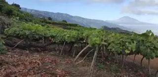 Tacoronte-Acentejo, un espacio sostenible