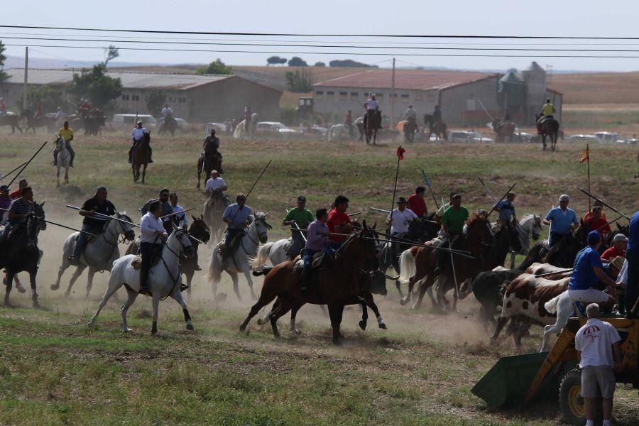 Segundo espante de Guarrate, con un caballista her