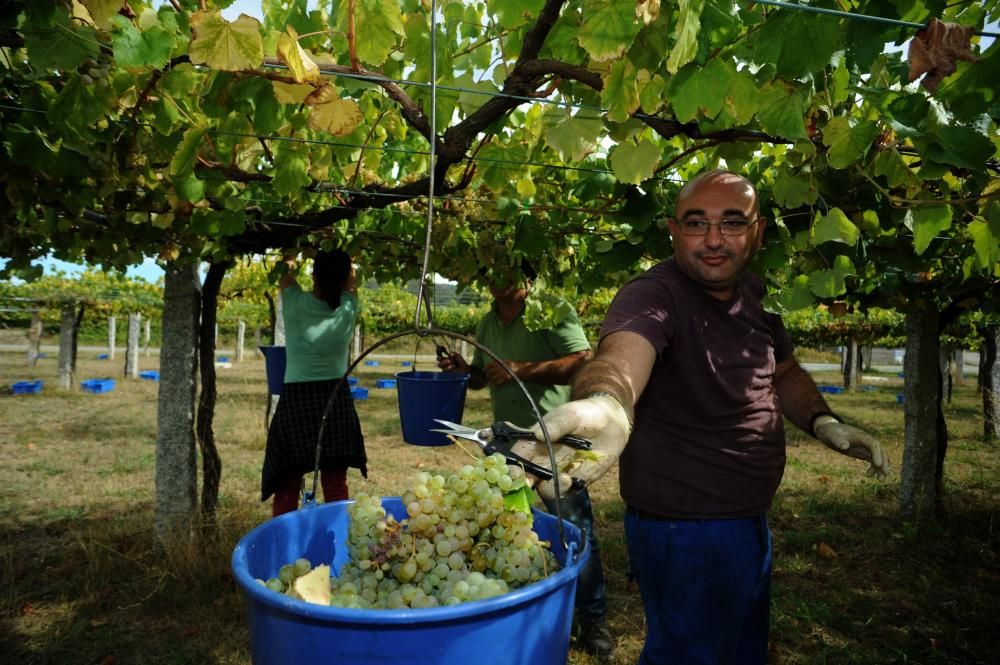 Las bodegas más madrugadoras de Rías Baixas ya rozan el millón de kilos de uva vendimiada