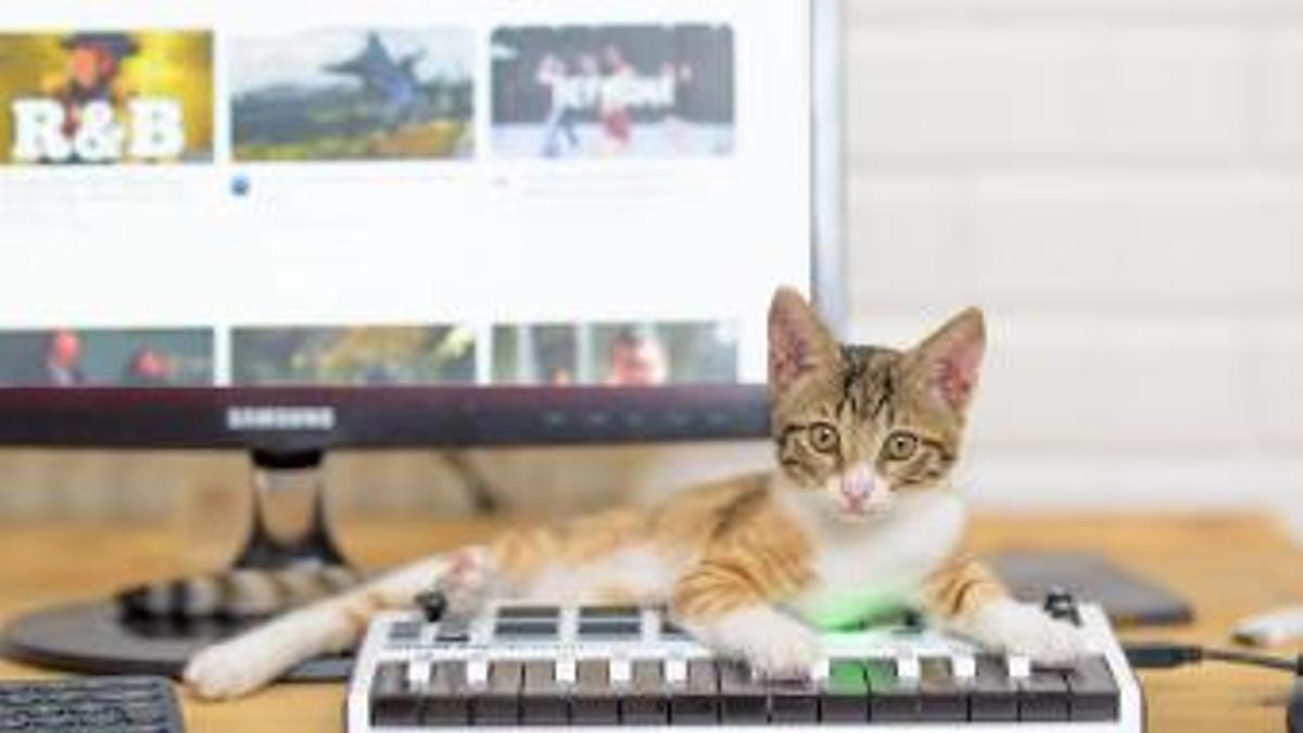 El teu gat té devoció pel teclat del teu ordinador?