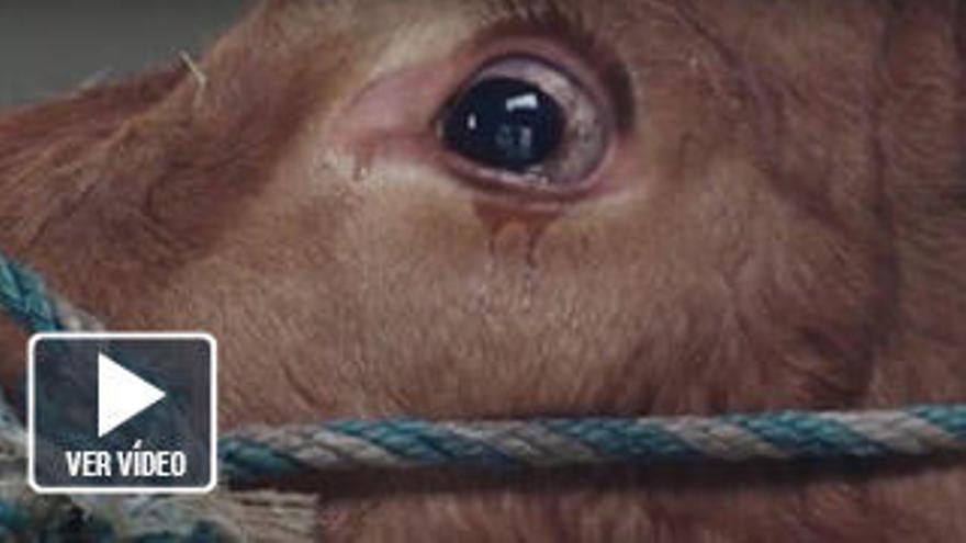 Una vaca llora al saber que va a ir al matadero