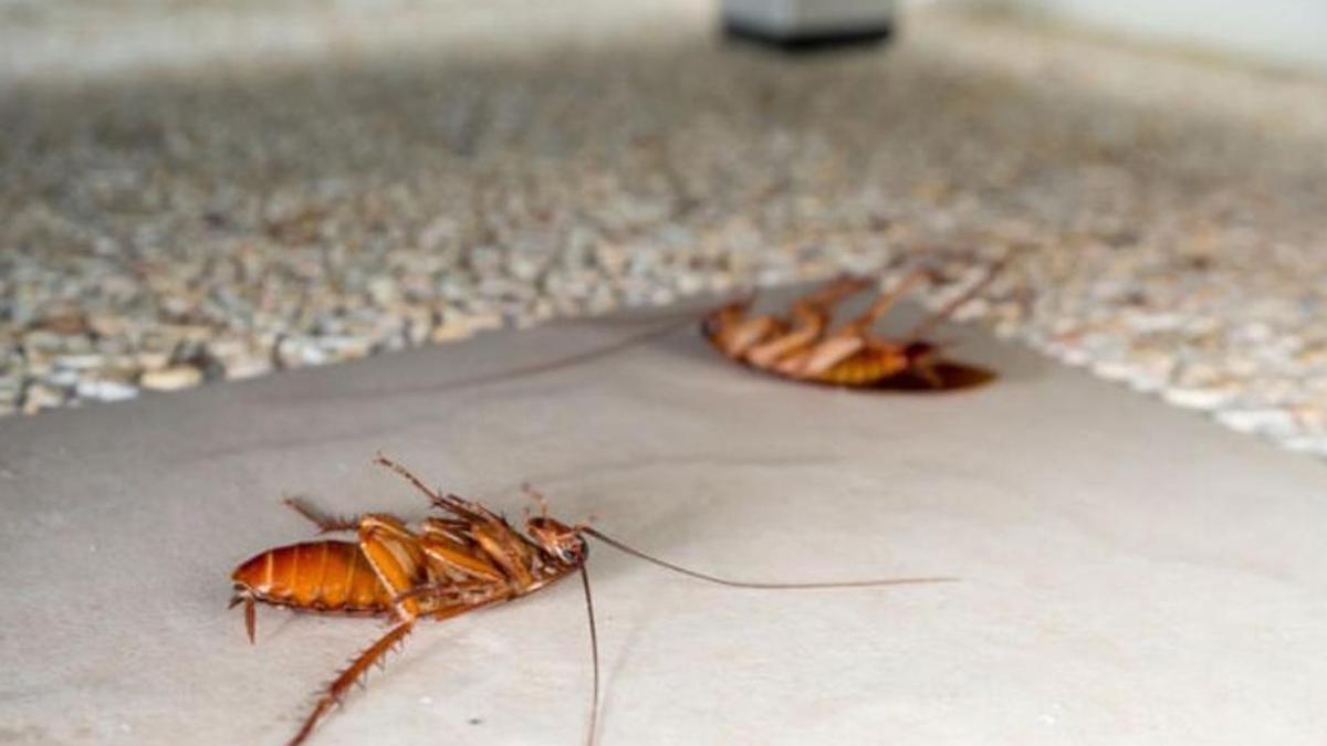 TRUCO ELIMINAR PLAGA CUCARACHAS TENERIFE: Así es el truco definitivo e  infalible para acabar con las cucarachas en casa