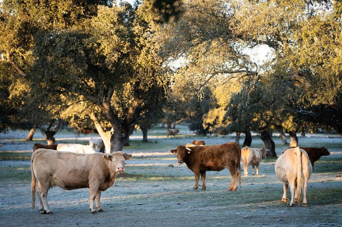 El Gobierno andaluz promueve y regula el Consejo de Reservas de la Biosfera