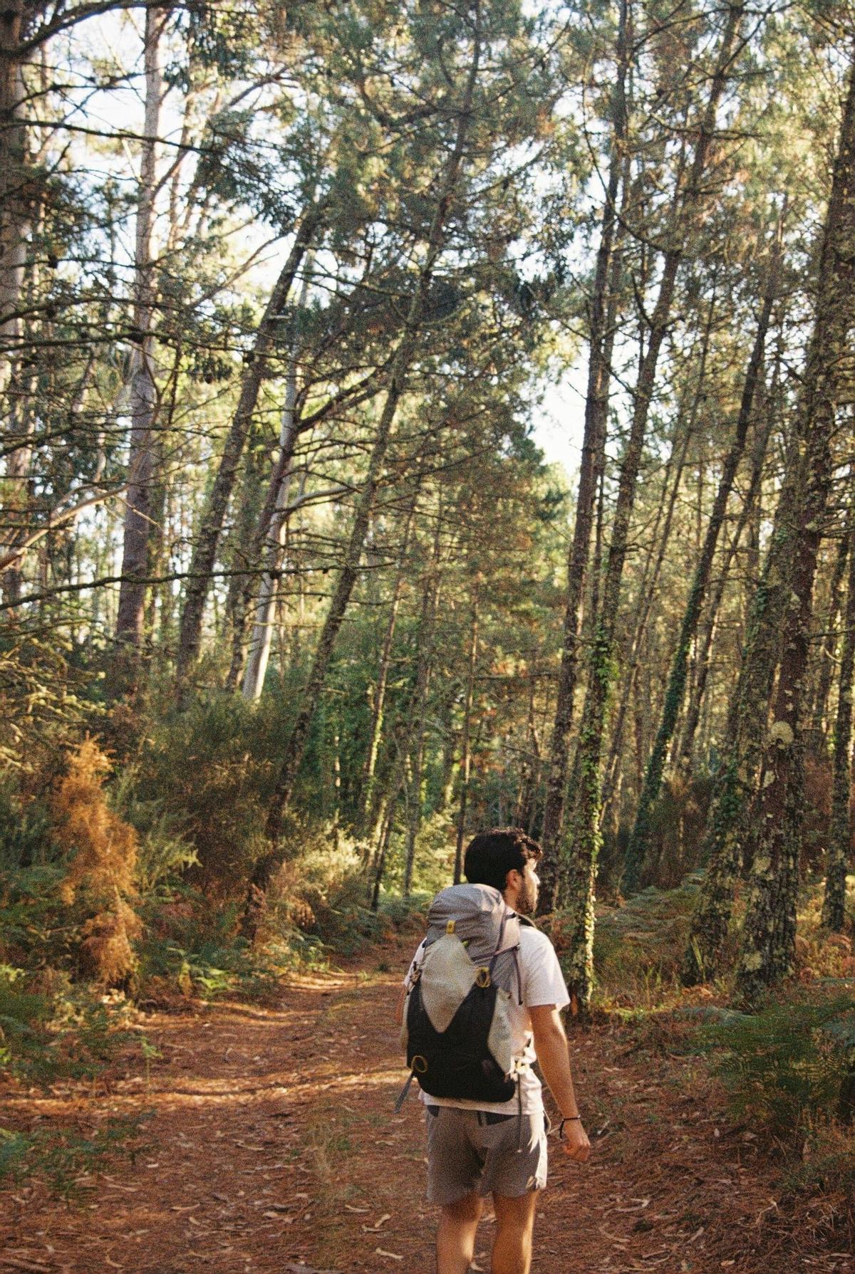 Bosques de helecho, pino y eucalipto en el Camiño dos Faros.