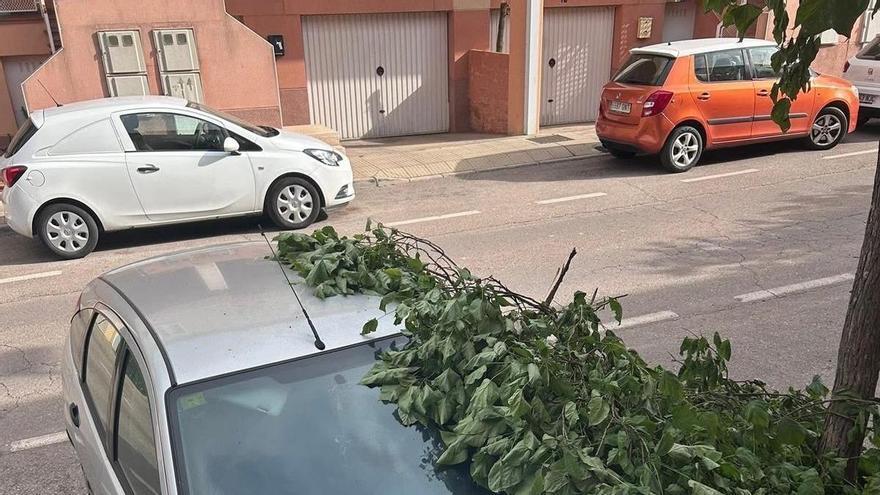 La caída de una rama sobre un coche reaviva las críticas por el estado de La Cañada en Cáceres: 